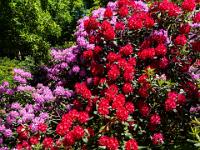 Bunte Rhododendren über Farnen